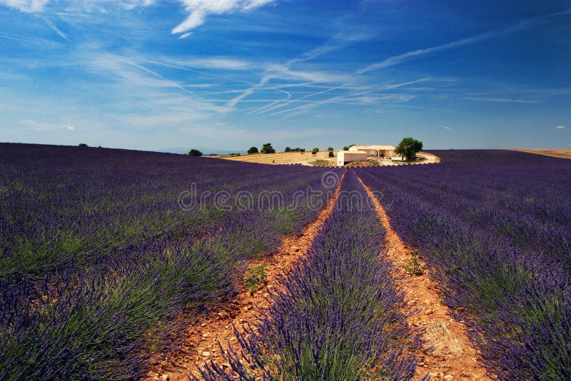 Fields lavendel arkivfoton
