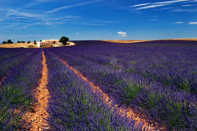 Fields lavendel fotografering för bildbyråer