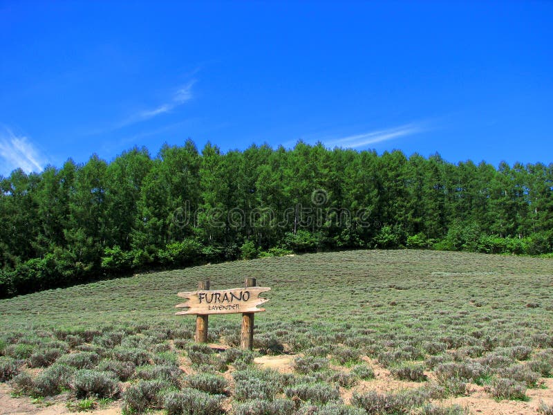 Fields lavendel royaltyfria foton