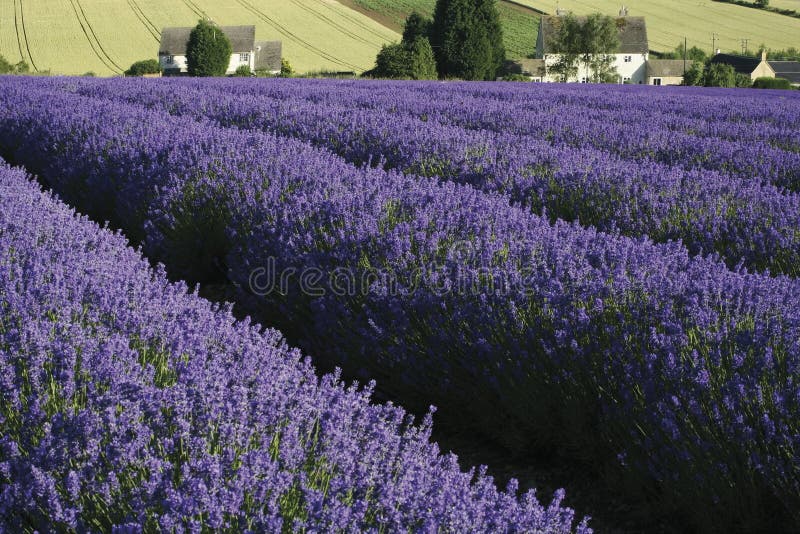 Fields lavendel royaltyfria bilder