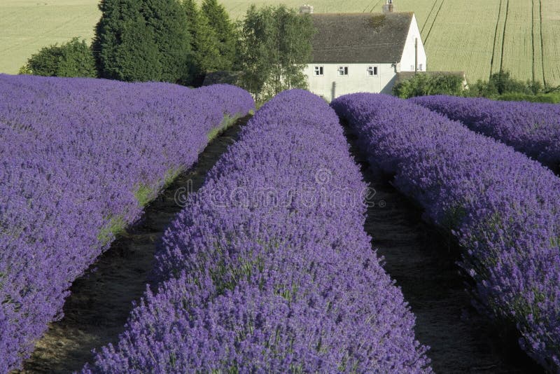 Fields lavendel fotografering för bildbyråer