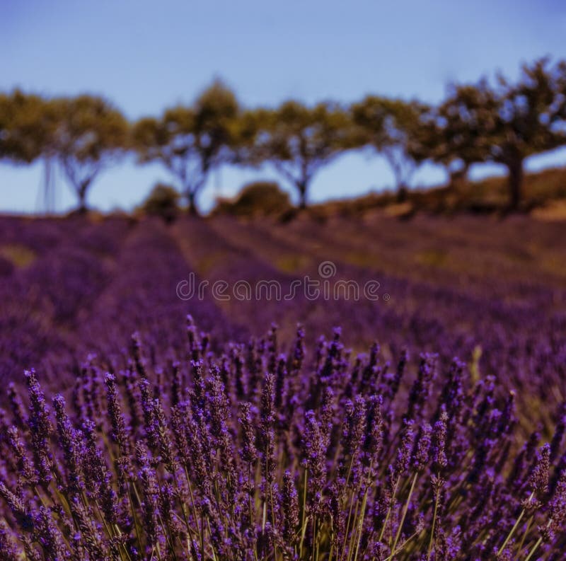Fields lavendel royaltyfri fotografi