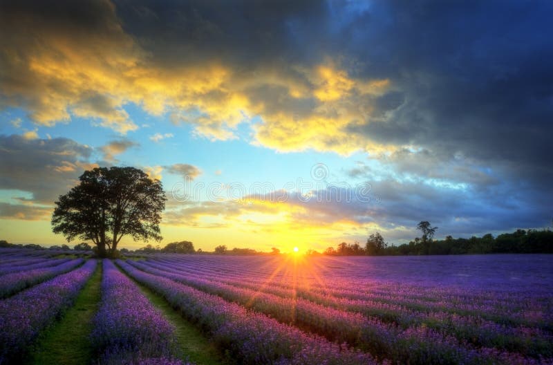 Fields lavendel över bedöva solnedgång arkivbilder