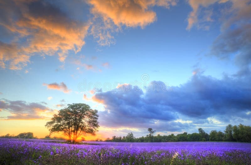 Fields lavendel över bedöva solnedgång arkivfoton