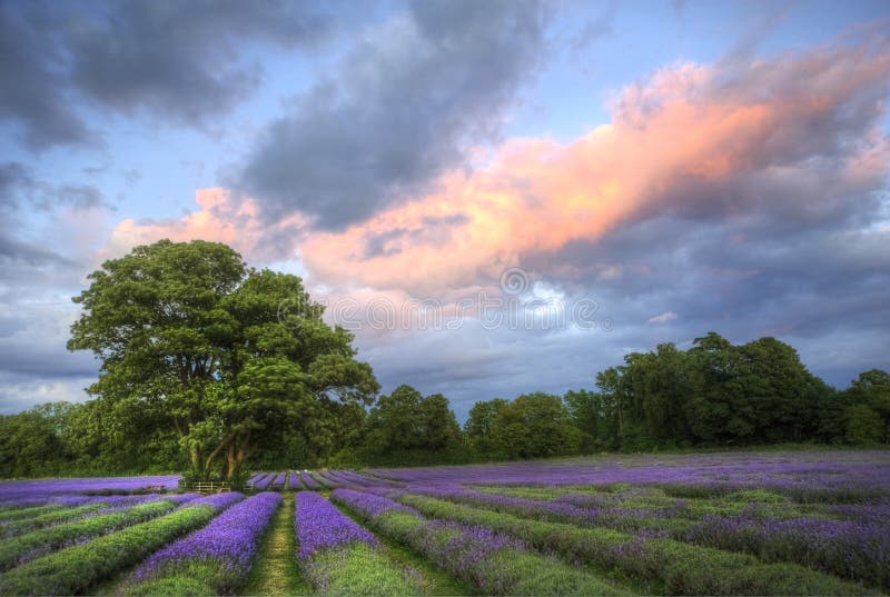Fields lavendel över bedöva solnedgång royaltyfria bilder