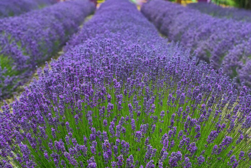 Fields of Lavender in Washington State Stock Image Image of industry