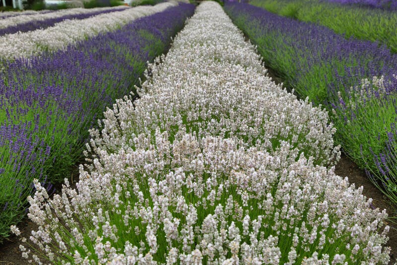 Fields of Lavender in Washington State Stock Image Image of flowers