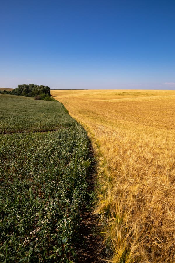 Fields With Mature Wheat In Ukraine Global Grain Crisis In The World 