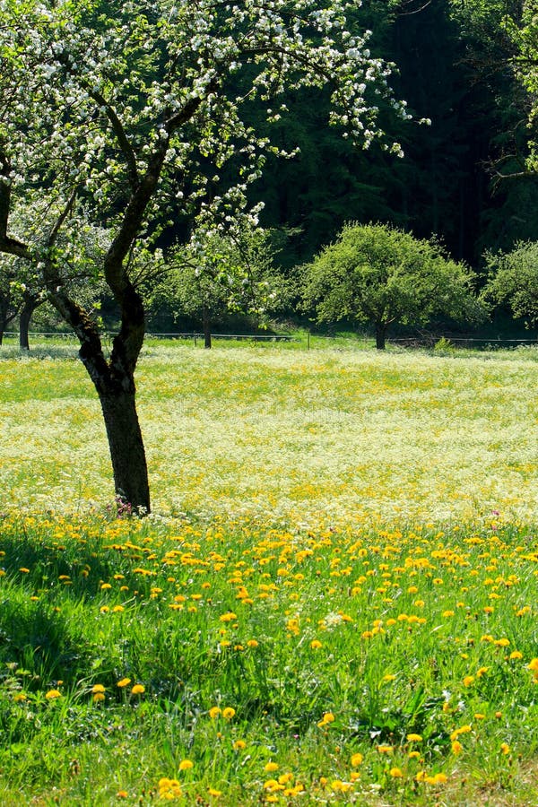 Fields And Meadows