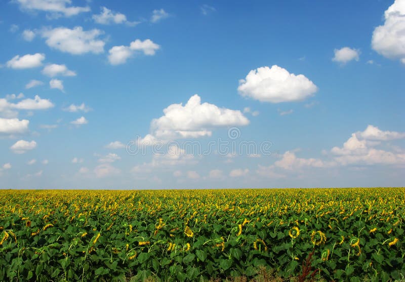 Sunflower field stock image. Image of field, flower, sunflower 19047601