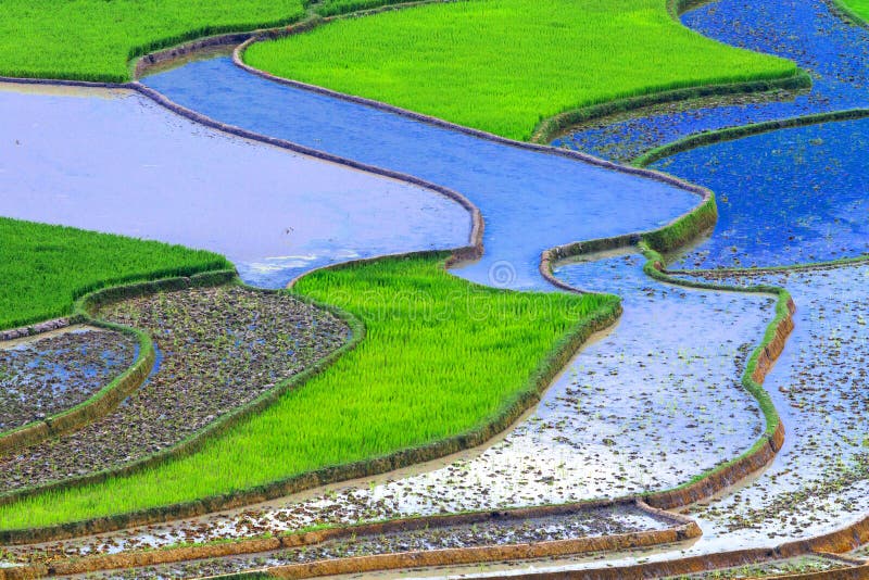 fields terrasserad rice royaltyfri fotografi fields terrasserad rice royaltyfri fotografi