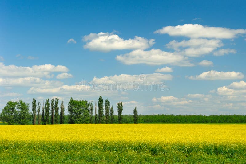 Fields and trees in spring