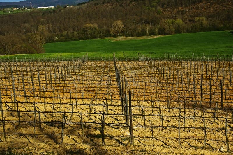 Fields vineyard