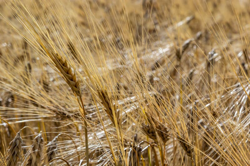 Campo de trigo sobre el el fin de verano completamente maduro.