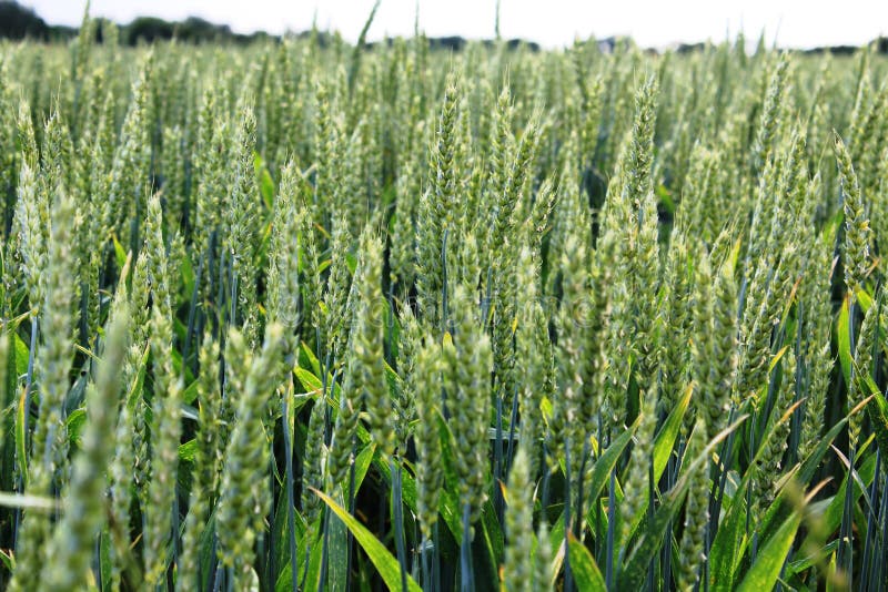Fields of wheat stock photography Fields of wheat stock photography