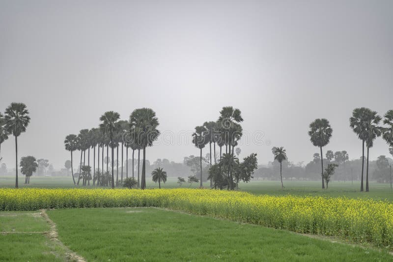 Fields Where Mustard Trees Grow in Winter Stock Image Image of