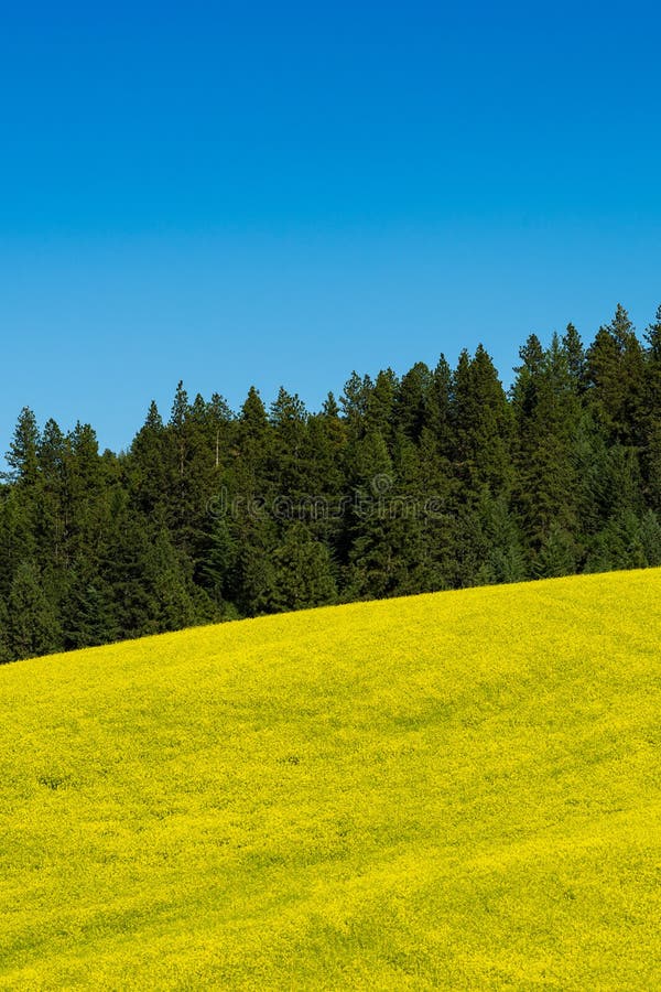 Fields of Yellow Canola Flowers in Eastern Washington State Stock Photo