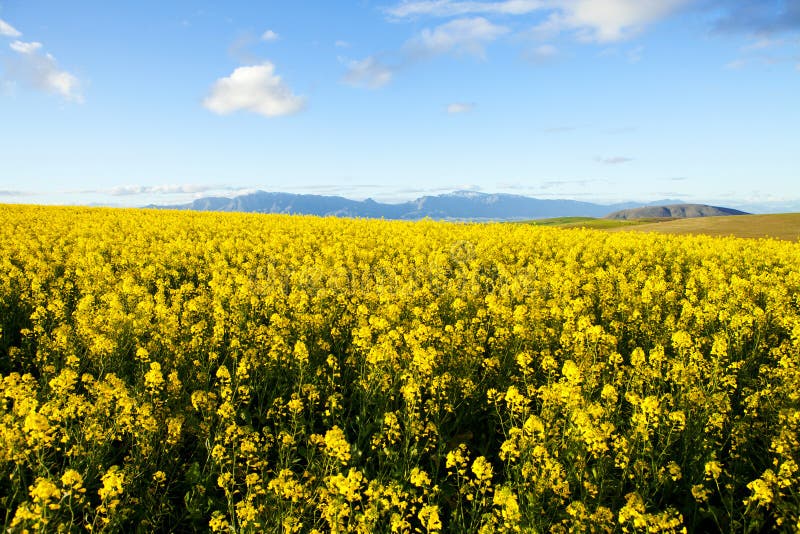 Fields of yellow canola flowers