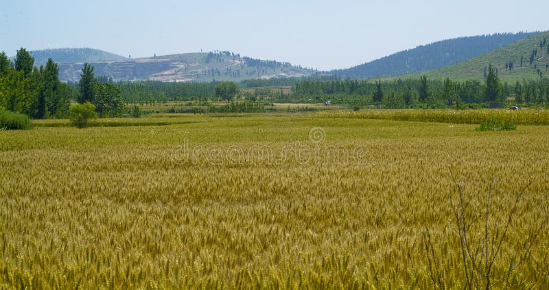 fields золотистая пшеница стоковая фотография rf fields золотистая пшеница стоковая фотография rf