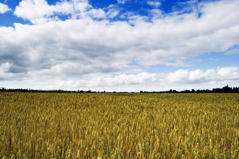 fields пшеница shropshire стоковые фотографии rf fields пшеница shropshire стоковые фотографии rf