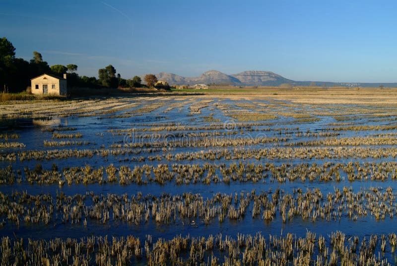 Fields рис стоковое фото