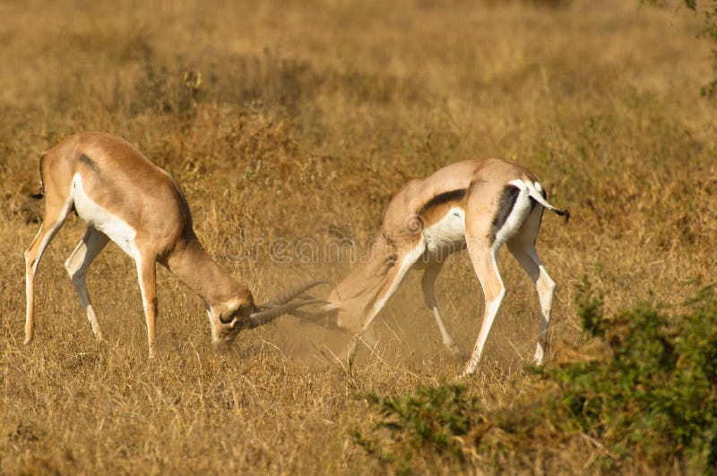 The fierce battle of two Grant´s Gazelles