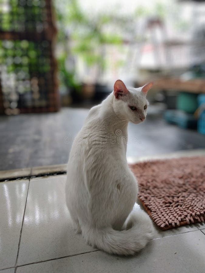 A Fierce White Cat Who is Cranky Stock Image Image of white, fierce