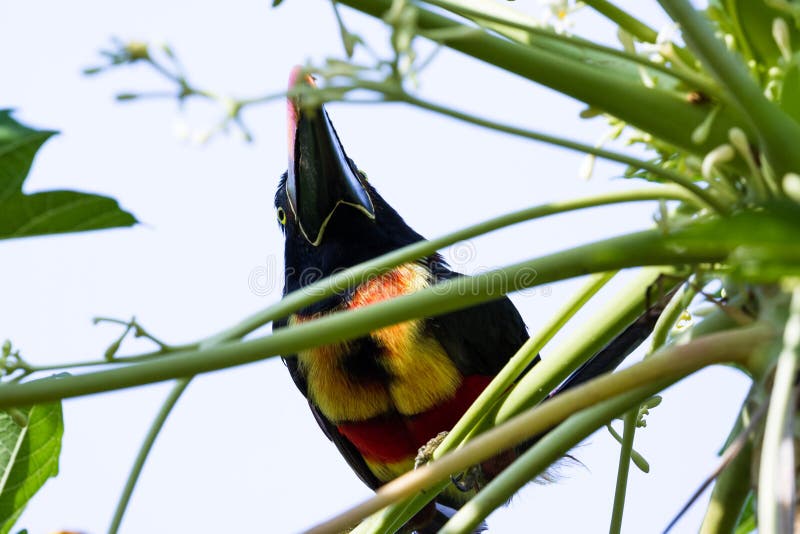 Fiery billed aracari - Pteroglossus frantzii royalty free stock photos Fiery billed aracari - Pteroglossus frantzii royalty free stock photos