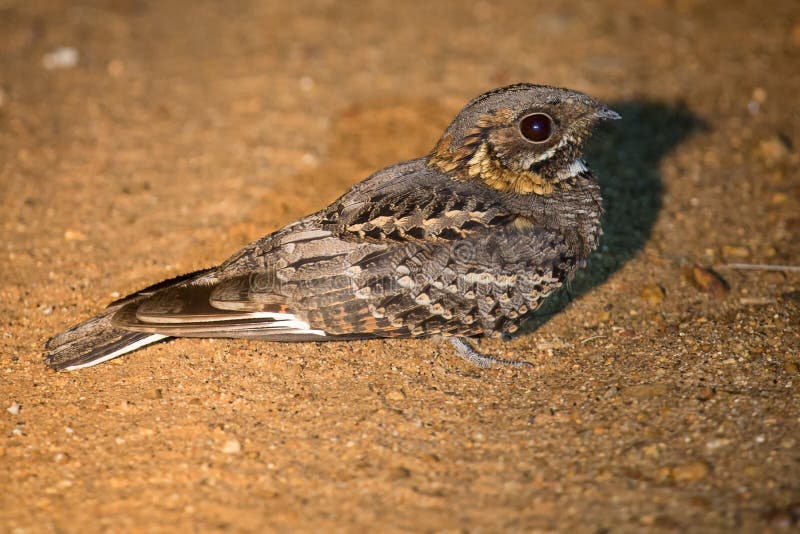 Fierynecked Nightjar Sitting on Road in Spotlight at Night Stock Photo