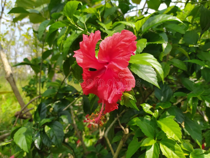The Fiery Red of the Hibiscus Flower Stock Image Image of hibiscus