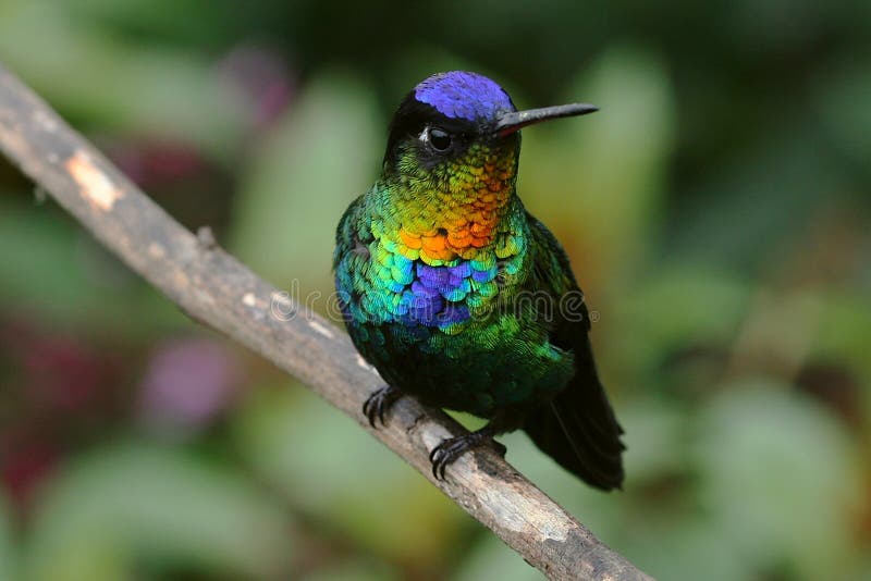 Fiery-throated Hummingbird royalty free stock image