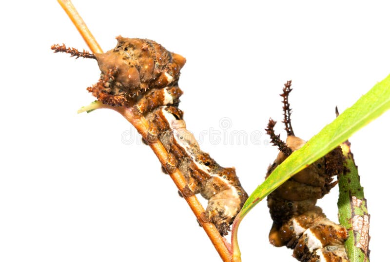 Fifth instar of Viceroy butterfly caterpillar, with spiny horns, resting on a Willow twig