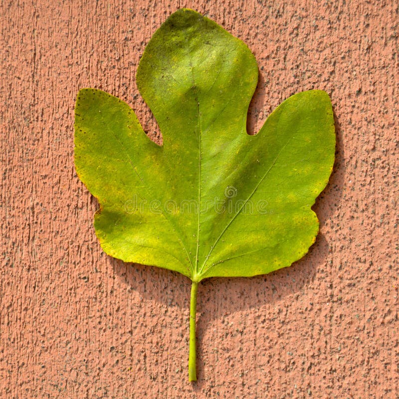Fig Autumn Leaf, Autumn Leaf of Fig Tree Different Colors, on Red ...