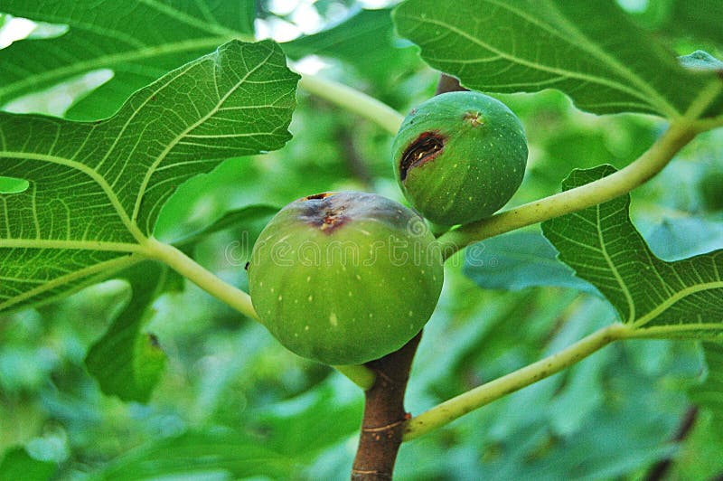 Fig disease stock photo. Image of ordinary, blight, comon 77293518