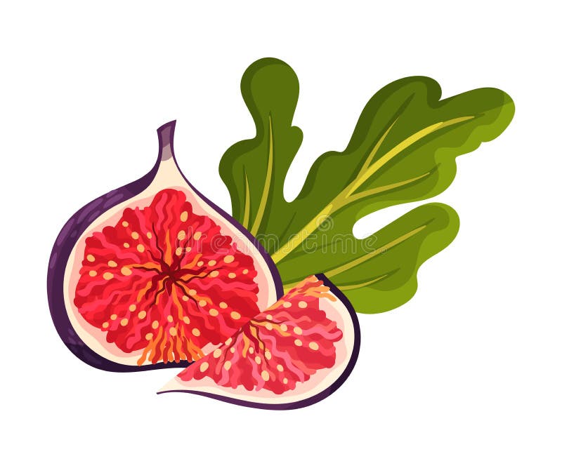 Fig Fruit Cross Section Showing Bright Flesh with Small Seeds Inside