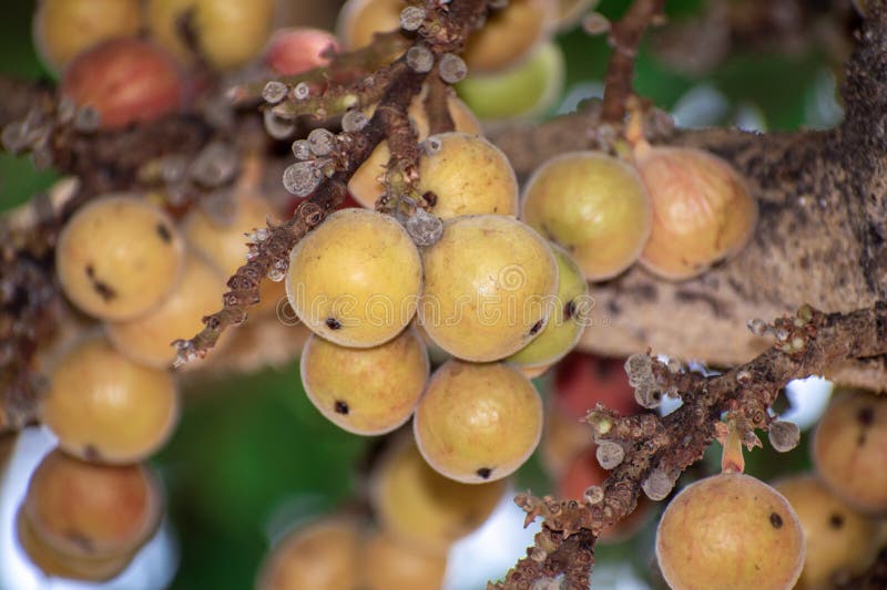Fig Fruit, Ficus Racemosa, Fig on Tree Nature, Fig Forest Fruit, Fig