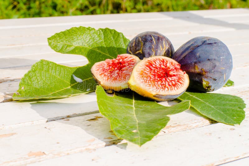 Fig Fruit stock photo. Image of garden, focus, life, gardening 40951440