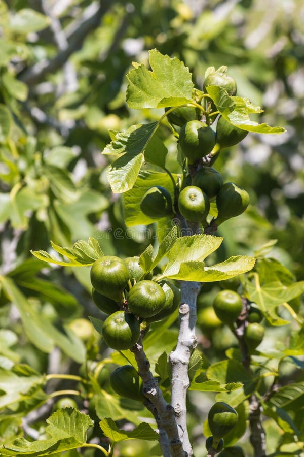 Fig fruit and leaves stock image. Image of detail, tree 47111855