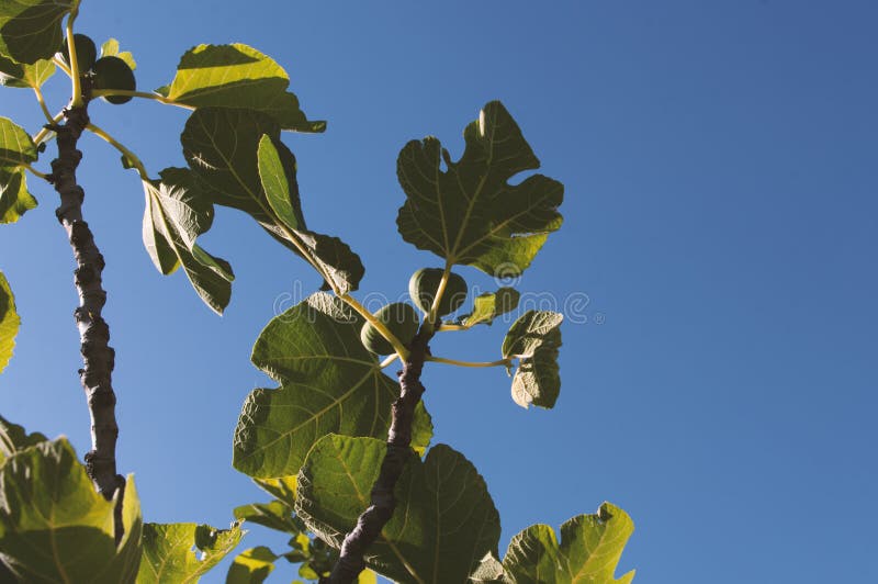 Fig Fruit Tree Branches with Big Green Leaves. Summer Fruit Stock Photo