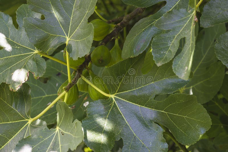 Fig fruits in green leaves stock image. Image of natural 231154807