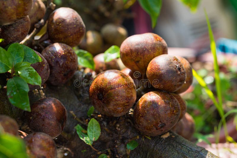 Fig fruits on tree outdoor undFig fruits on tree outdoor under sunlighter sunlight royalty free stock photos Fig fruits on tree outdoor undFig fruits on tree outdoor under sunlighter sunlight royalty free stock photos