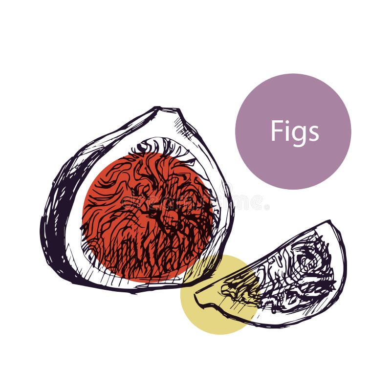 Fig graphic illustration. Figs, whole and half, graphic illustration with colorful spots of purple, brown, yellow, suitable for logo, packaging, label stock illustration