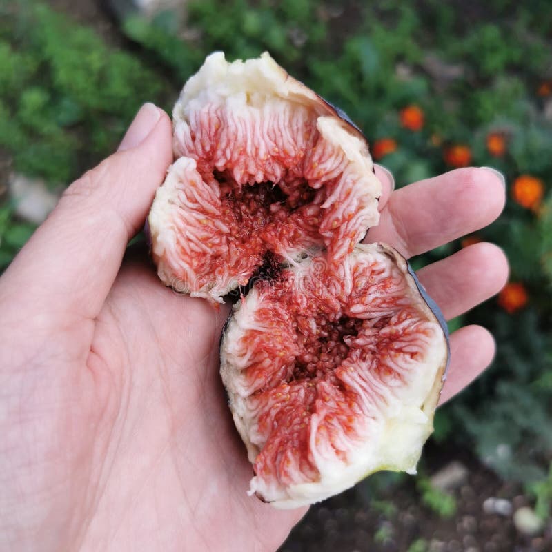 818 Inside Fig Stock Photos Free & RoyaltyFree Stock Photos from