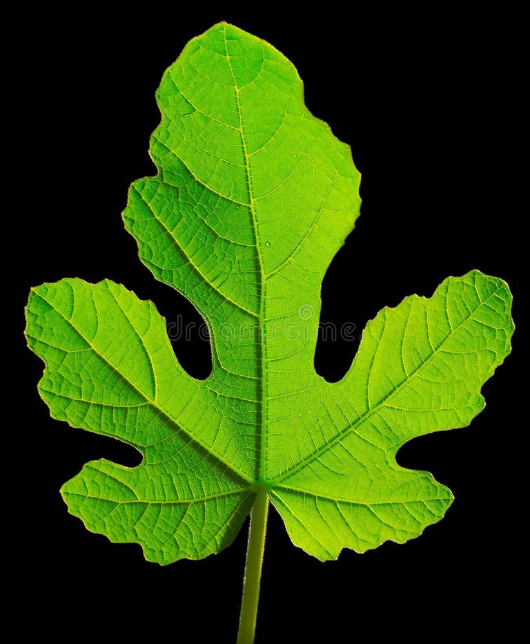 Fig Leaf Adam Eve Stock Photos Free & RoyaltyFree Stock Photos from