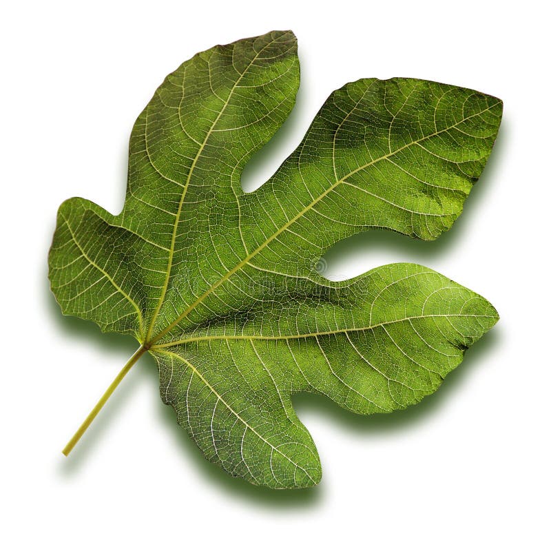 Fig Leaf