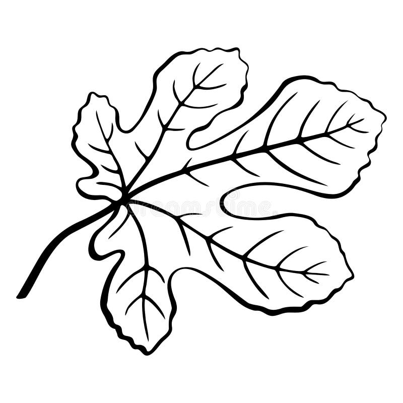Oak Leaf - Black Vector Silhouette for Pictogram or Logo. Oa