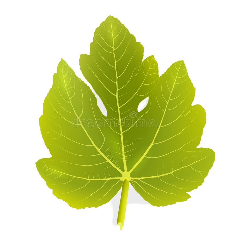 fig-leaf-single-vector-eps-vector-45217549.jpg