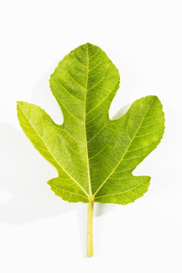 Fig tree leaf stock photo. Image of fruit, holy, tree 3473680