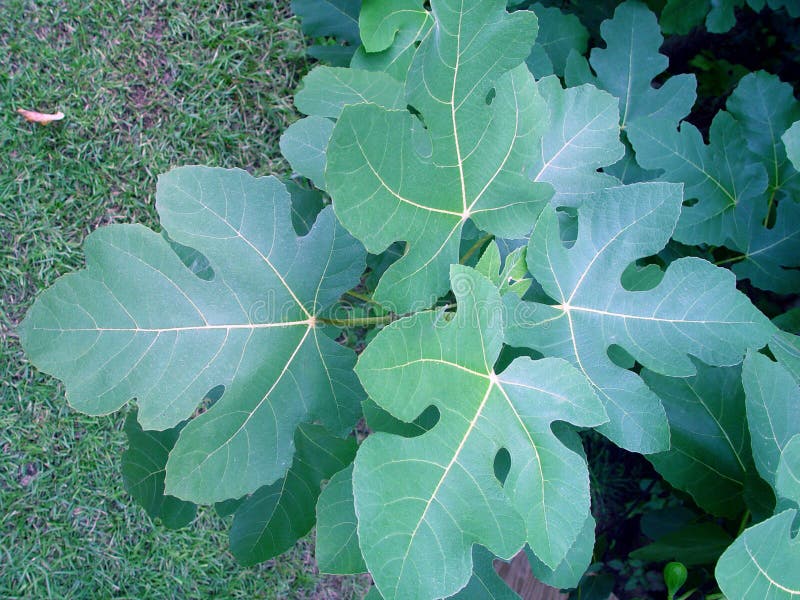 Fig Leaves