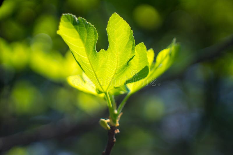 Fig leaves on tree.